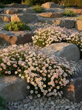 Melo102 Spanish Daisy Mix 30 Seeds seeds bulk