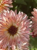 Orange Flash Calendula Seeds Ð Calendula officinalis | Peach Orange Blooms | Easy Pollinator Annual | 25 Seeds flower seeds