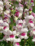 Snapdragon Lucky Lips Seeds Ð Antirrhinum majus | Red White Bicolour Cut Flower | 50 Seeds flower spore
