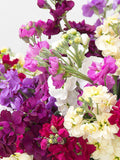 Stock Formula Mix Seeds Ð Matthiola incana | Fragrant Double Blooms | Cottage Garden Flower | 50 Seeds flower spore