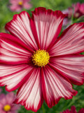 Cosmos Velouette Seeds Red White Bicolor Candy Stripe Compact Garden Flower (20 Seeds) flower spore
