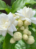10 Arabian Jasmine seeds Pure White Plant  Flower | Indoor Outdoor Fragrant Garden flower seeds