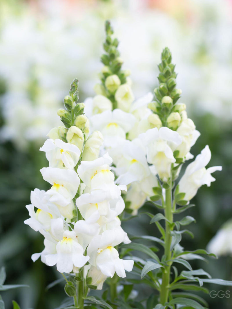 Snapdragon Rocket White Seeds, Cottage Garden Cut Flower, 30 Seeds flower spore