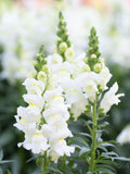 Snapdragon Rocket White Seeds, Cottage Garden Cut Flower, 30 Seeds flower spore
