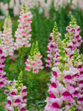 Snapdragon Lucky Lips Seeds, Cottage Garden Cut Flower, White Rose Red Blooms, 50 Seeds flower seeds