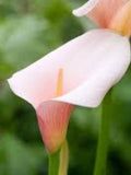 Arum Lily 'Pink Splash' 3 Seeds Half-Hardy Perennial Free UK Delivery ! FLOWER DELIVERY