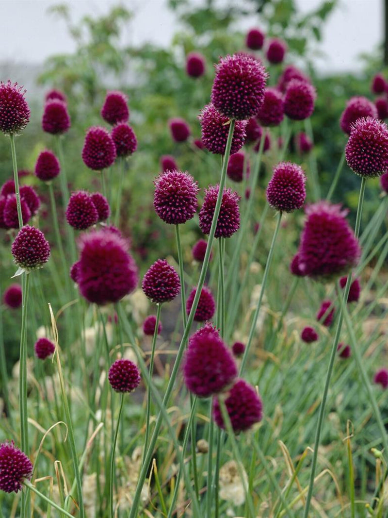 Allium sphaerocephalon 20 Seeds ¥ Drumstick Allium ¥ Ornamental Flowering Plant flower spore