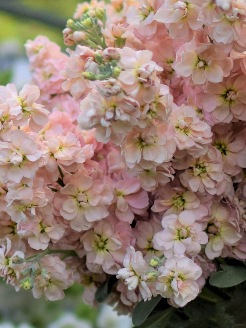 Stock - Apricot Seeds, Matthiola incana, Cottage Garden, 50 Seeds flower spore
