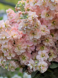 Stock - Apricot Seeds, Matthiola incana, Cottage Garden, 50 Seeds flower seeds