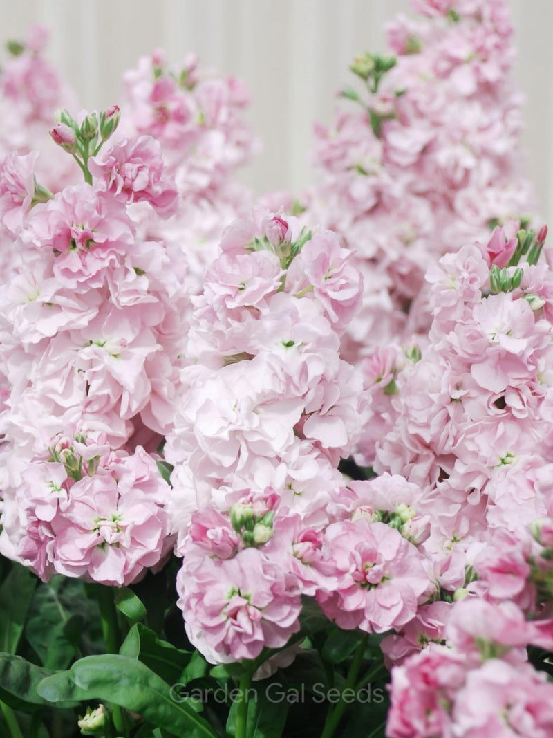 Stock - Appleblossom Seeds, Matthiola incana, Cottage Garden, 50 Seeds flower spore