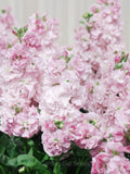 Stock - Appleblossom Seeds, Matthiola incana, Cottage Garden, 50 Seeds flower spore