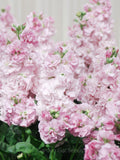 Stock - Appleblossom Seeds, Matthiola incana, Cottage Garden, 50 Seeds seeds bulk
