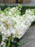 Stock - White, Flower Seeds, Matthiola incana, Cottage Garden, 50 Seeds flower seeds