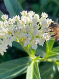 ICE BALLET MILKWEED Seeds, Fragrant Perennial flower spore