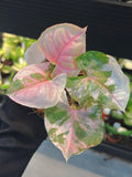 Syngonium Pink Strawberry Ice Stem Cutting for Propagation Variegated Aroid FLOWER DELIVERY