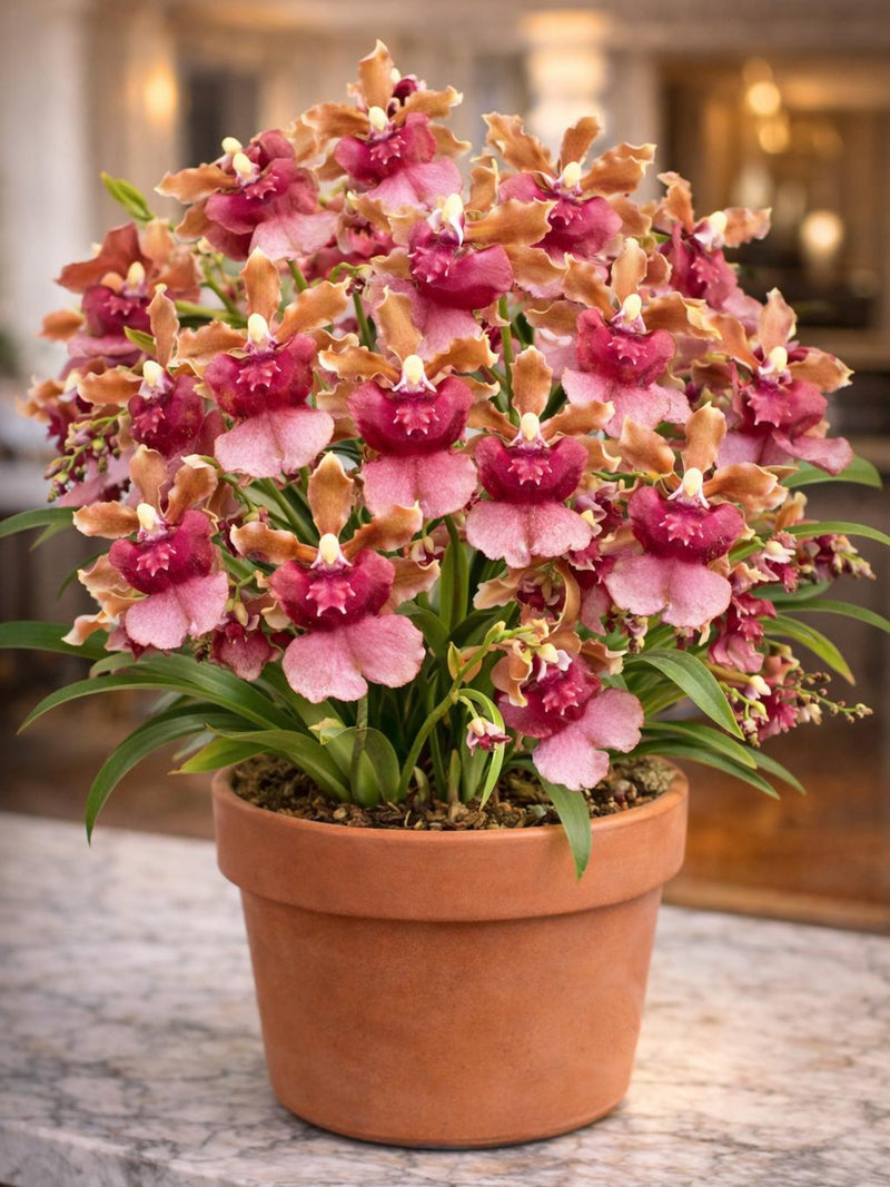 Fragrant flowers Oncidium Orchid Pacific Sunrise Hakalau - Live Plant FLOWER DELIVERY