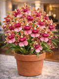 Fragrant flowers Oncidium Orchid Pacific Sunrise Hakalau - Live Plant FLOWER DELIVERY