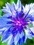Bachelor Button Seeds, Blue Cornflower Ð Easy to Grow Wildflower Seeds for Pollinator Gardens seeds bulk