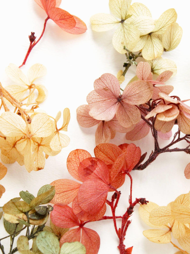 Preserved Hydrangea Flowers: Flexible, Glycerin-Treated, Eco-Friendly Floral Specimens FLOWER DELIVERY