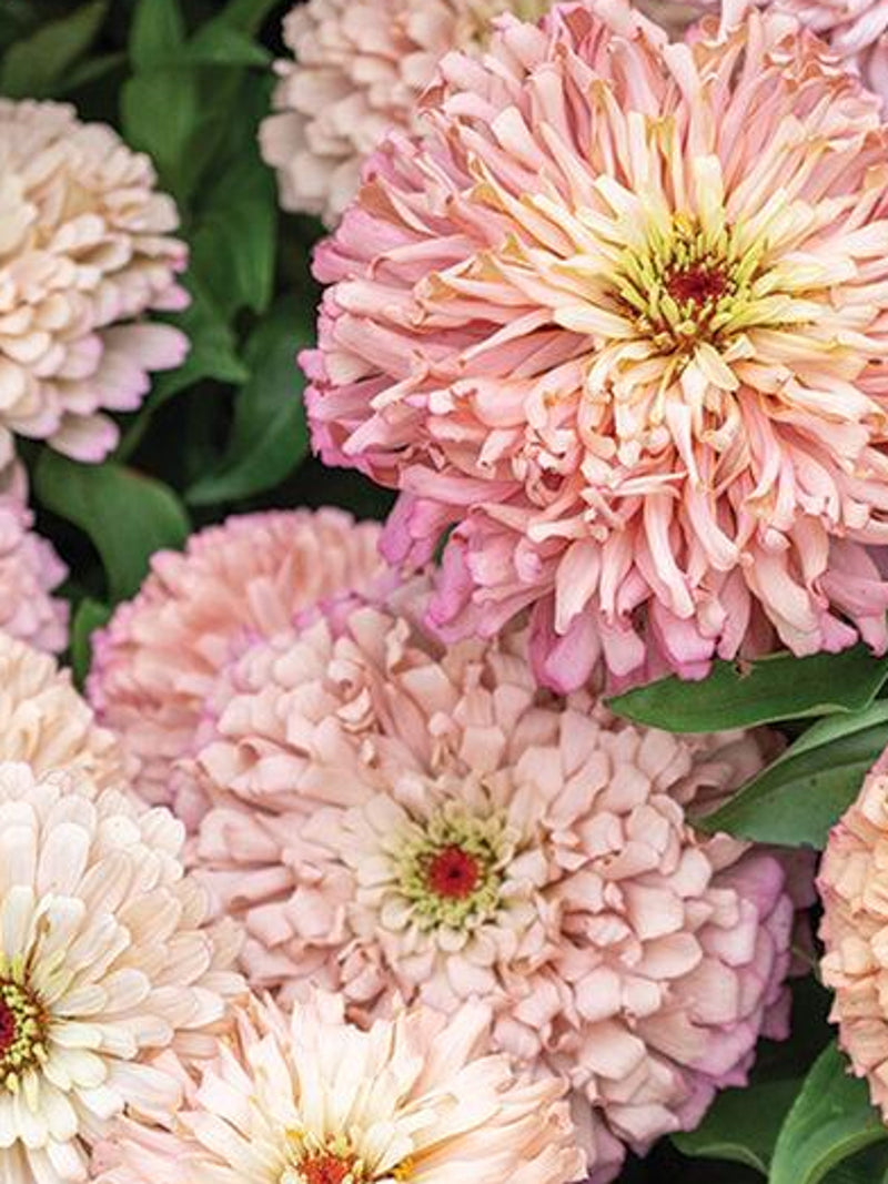 Zinnia 'Ballerina Mix' Seeds, Baby Peachy Pink Flower, Cut Flower Garden, 10 Seeds flower seeds