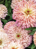 Zinnia 'Ballerina Mix' Seeds, Baby Peachy Pink Flower, Cut Flower Garden, 10 Seeds flower seeds