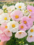 Cosmos Seeds - Cupcakes Blush | Pink & White | Semi Double Blooms | Easy Cut Flower | Annual flower spore