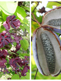 100 - 1000 Bulk CHOCOLATE VINE Edible Fruit Akebia Quinata Fragrant Flower Seeds seeds bulk