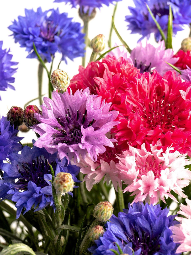 1000 Mixed BACHELORS BUTTON CORNFLOWER Centaurea Seeds flower seeds
