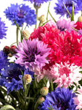1000 Mixed BACHELORS BUTTON CORNFLOWER Centaurea Seeds flower seeds