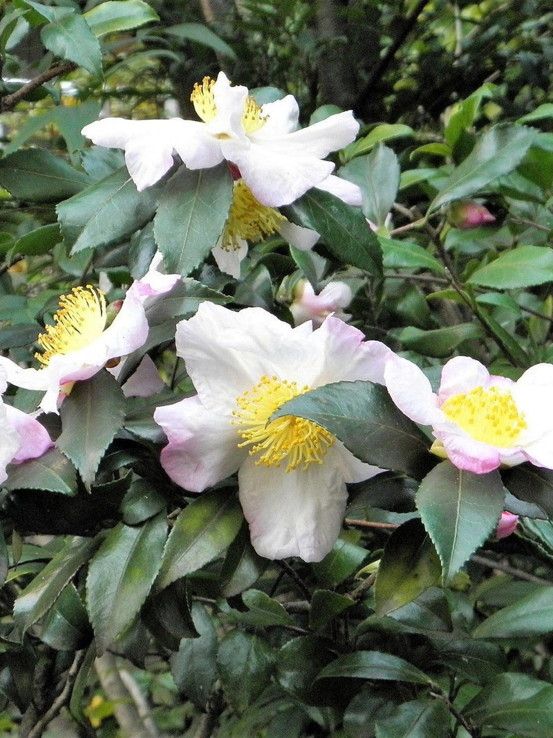 5 TEA PLANT Black & Green Drinking Tea Camellia Sinensis Evergreen Tree Shrub Flower Seeds flower seeds