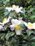 5 TEA PLANT Black & Green Drinking Tea Camellia Sinensis Evergreen Tree Shrub Flower Seeds flower seeds
