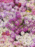 500 Sweet ALYSSUM PASTEL CARPET Mix Lobularia Maritima Flower Seeds *Flat Shipping flower seeds