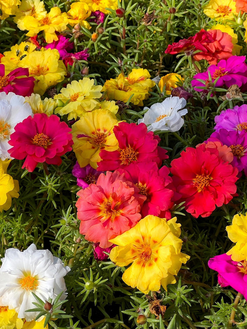 100 Mixed Colors PORTULACA MOSS ROSE Grandiflora Flower Seeds seeds bulk