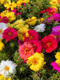 100 Mixed Colors PORTULACA MOSS ROSE Grandiflora Flower Seeds seeds bulk