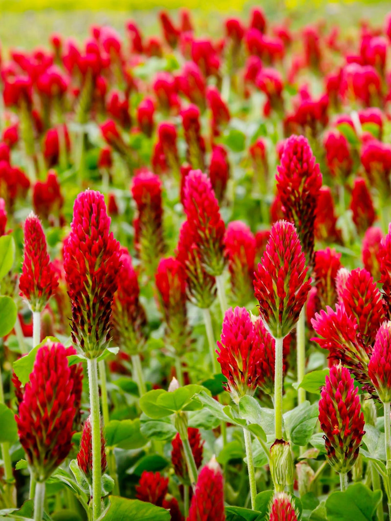 3000 CRIMSON CLOVER (Carnation, French, or Italian Clover) Trifolium Incarnatum Flower Seeds seeds bulk