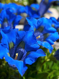15 Blue STEMLESS GENTIAN Gentiana Acaulis Kochiana Flower Seeds *Flat Shipping flower seeds