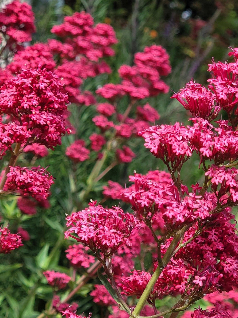 50 RED JUPITER'S BEARD Valerian Keys of Heaven Centranthus Ruber Flower Seeds flower seeds