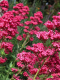 50 RED JUPITER'S BEARD Valerian Keys of Heaven Centranthus Ruber Flower Seeds flower seeds