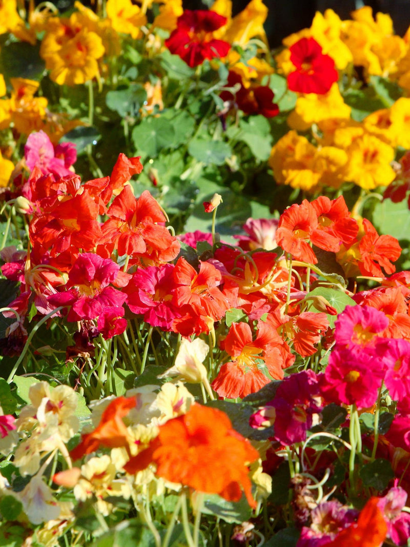 50 Mixed Colors DWARF JEWEL NASTURTIUM Tropaeolum Minus Flower Seeds flower spore