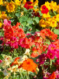 50 Mixed Colors DWARF JEWEL NASTURTIUM Tropaeolum Minus Flower Seeds flower spore