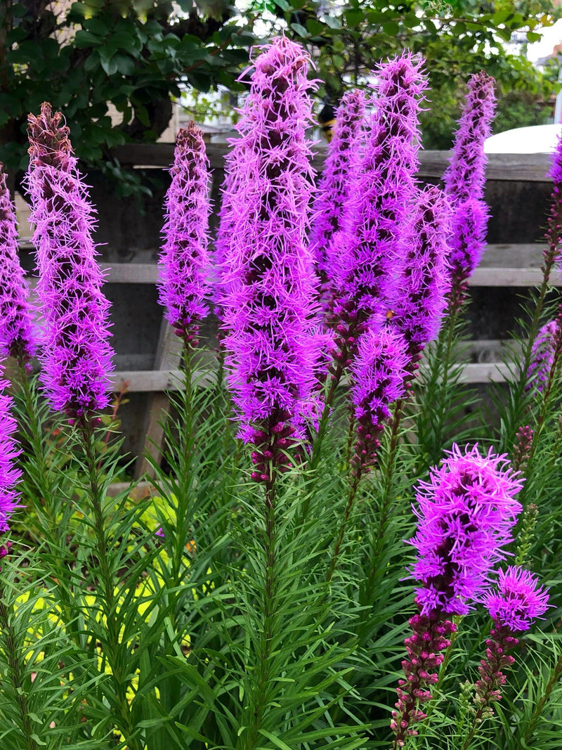 500 Purple BLAZING STAR Gayfeather LIATRIS Spicata Flower Seeds *Comb S/H seeds bulk