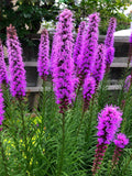 500 Purple BLAZING STAR Gayfeather LIATRIS Spicata Flower Seeds *Comb S/H seeds bulk