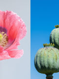 1000 POPPY " THE GIANT " Papaver Giganteum Pink & Purple Huge Pods Flower Seeds flower seeds