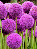 25 GIANT ALLIUM Allium Giganteum Purple Globe Flower Seeds *Comb S/H flower seeds