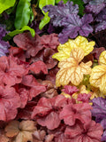 1200 Mixed Colors CORAL BELLS HEUCHERA Shade Flower Seeds flower seeds