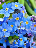 500 Blue FORGET ME NOT Myosotis Sylvatica Shade or Sun Perennial Flower Seeds flower seeds