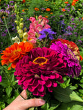 500 Mixed Colors CALIFORNIA GIANT ZINNIA Elegans Flower Seeds *Comb S/H flower seeds