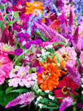 250 ZIN MASTER ZINNIA Mix Elegans Mixed Colors Flower Seeds *Flat Shipping flower seeds