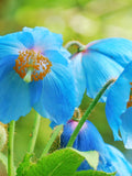10 BLUE HIMALAYAN POPPY Tibetan Meconopsis Betonicifolia Flower Seeds *Flat Shipping flower seeds