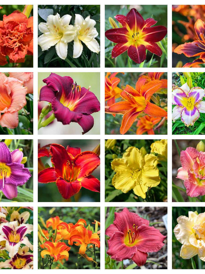 10 MIXED COLORS DAYLILY Hemerocallis Day Lily Fine Mix Red Purple Flower Seeds flower seeds